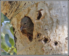 Sphyrapicus thyroideus nataliae