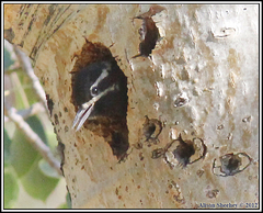 Sphyrapicus thyroideus nataliae