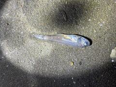 Skinnycheek Lanternfish photo 2