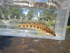 Appalachia Darter photo 2