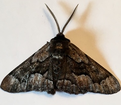 Phaeoura mexicanaria