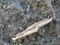 Erechthias fulguritella