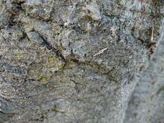 Erechthias fulguritella