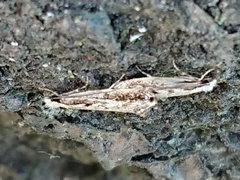 Erechthias fulguritella