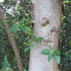 Ficus congesta