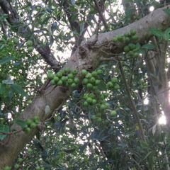 Ficus congesta