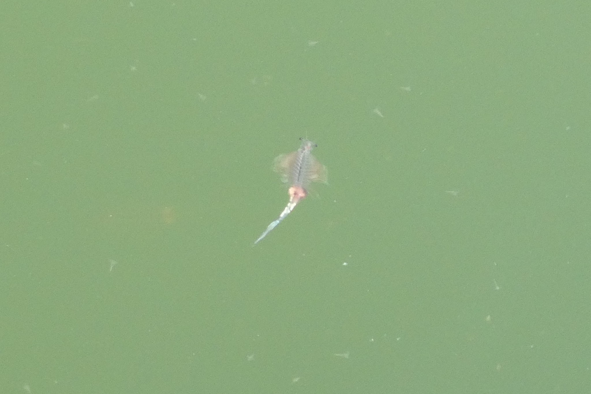 Artemia salina (Linnaeus, 1758)