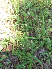 Spermolepis echinata