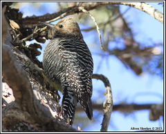 Sphyrapicus thyroideus thyroideus