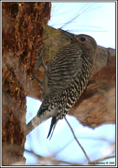 Sphyrapicus thyroideus thyroideus