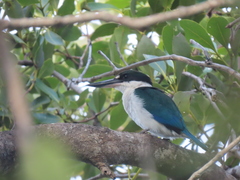 Todiramphus sordidus