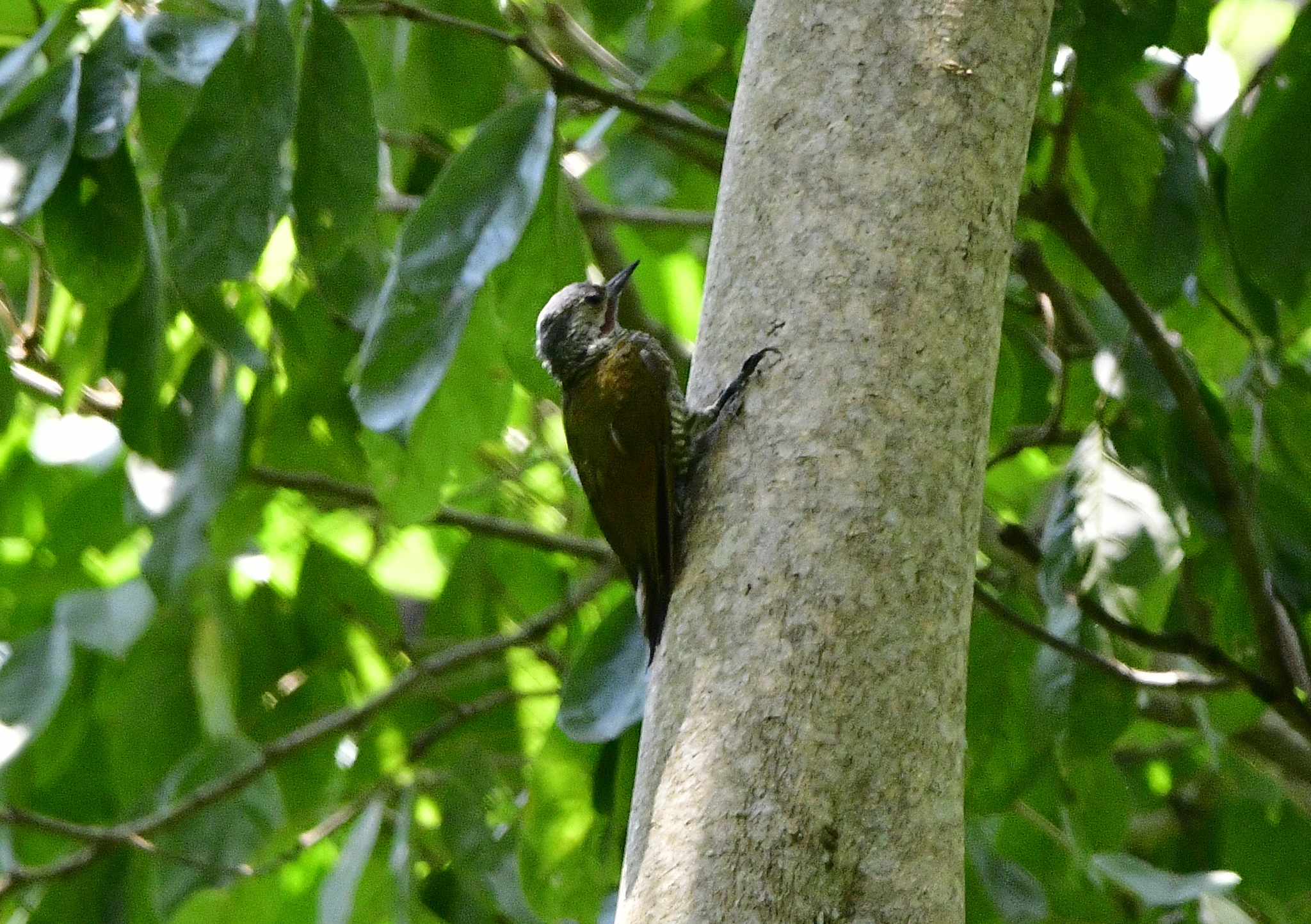 Grey-crowned Woodpecker (Colaptes auricularis), photo 9