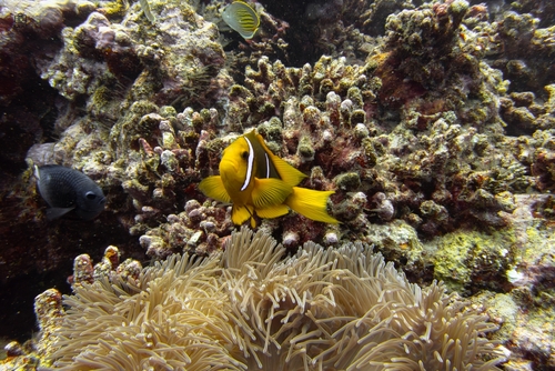 Amphiprion maohiensis
