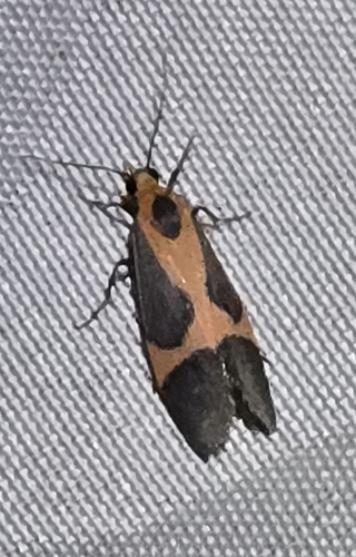 Martin's Lichen Moth photo 5