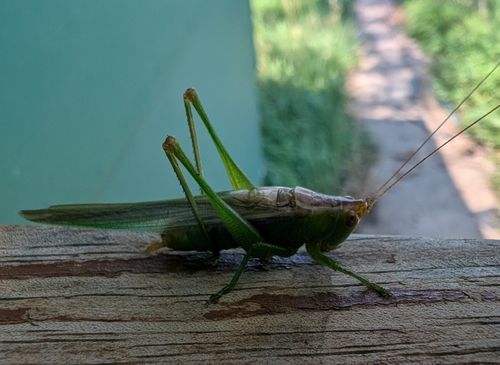 Long-spurred Meadow Katydid photo 4