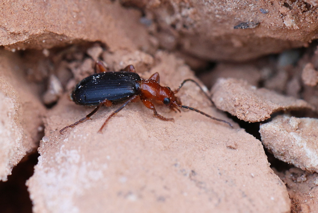 Coléoptère bombardier (Brachinus crepitans)