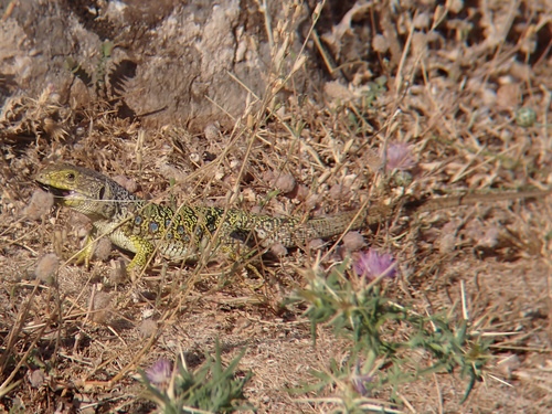Avistamiento Lagarto ocelado (fardacho)