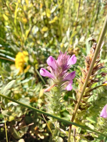 Rosy Owl's-clover (Orthocarpus bracteosus)