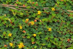 Chamaecrista kunthiana