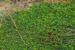 Chamaecrista kunthiana