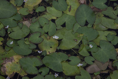 Nymphoides hydrophylla