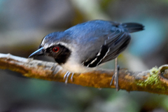 Myrmoborus myotherinus