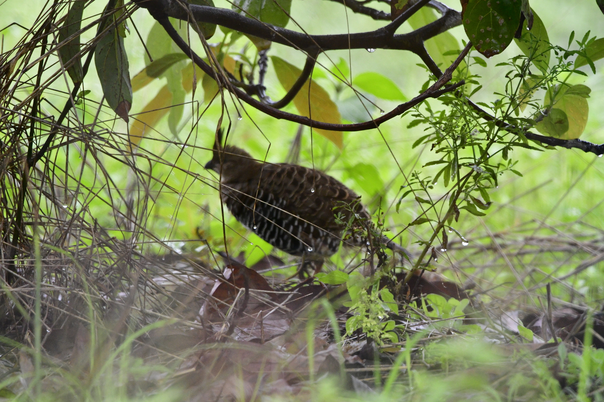 Banded Quail (Philortyx fasciatus), photo 5