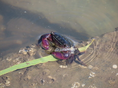 Metopograpsus latifrons