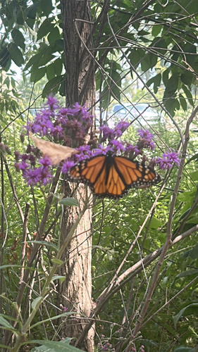 Monarch Butterfly