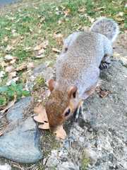 Sciurus carolinensis