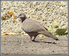 Streptopelia chinensis