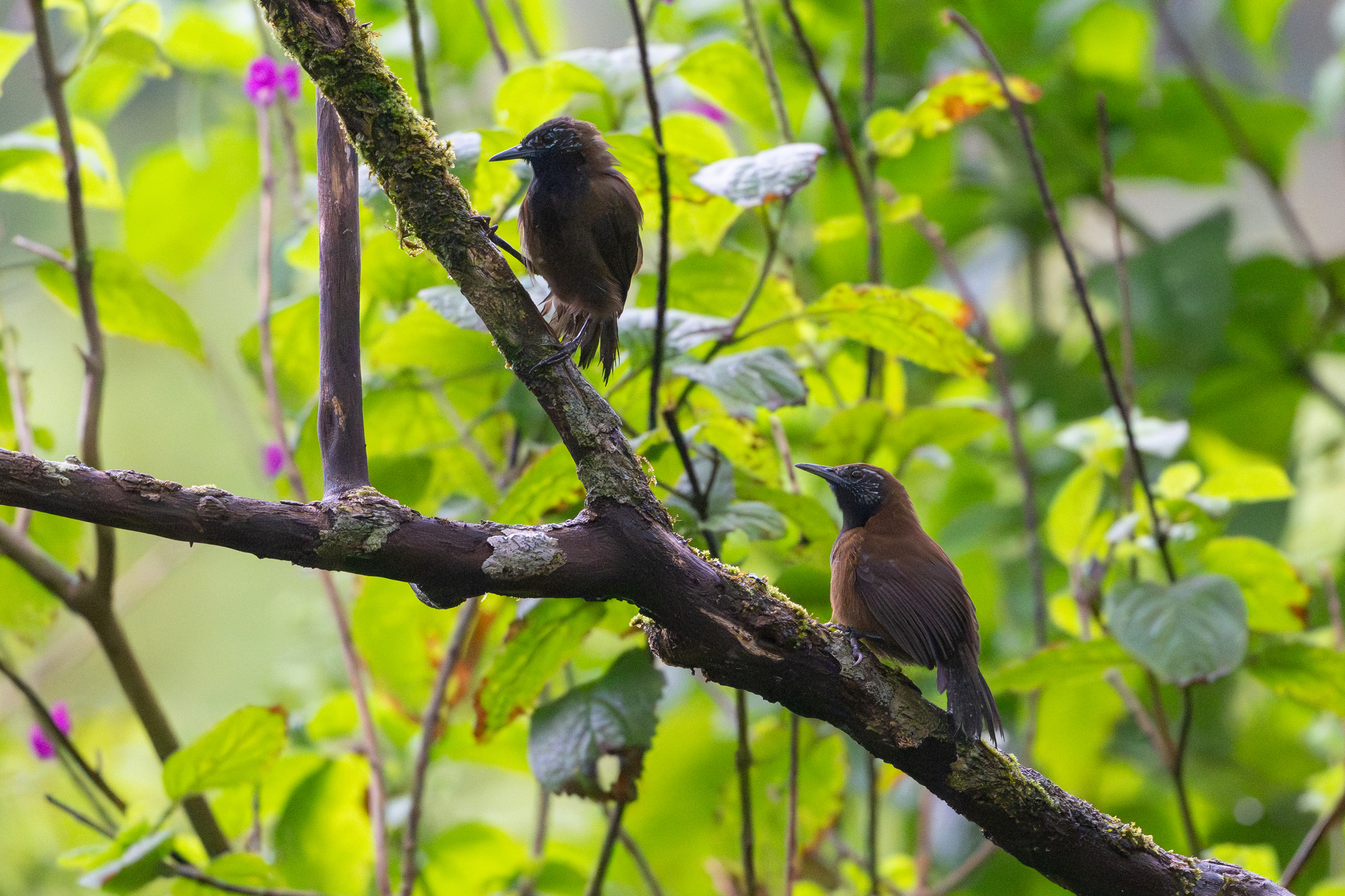 Black-throated Wren (Pheugopedius atrogularis), photo 7