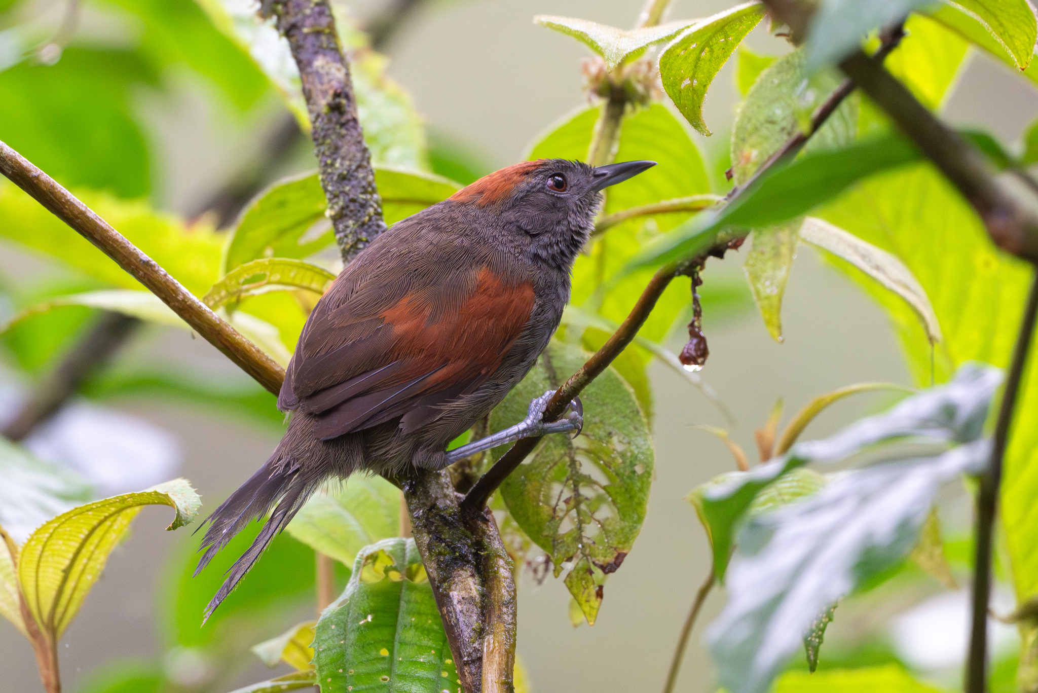 Slaty Spinetail (Synallaxis brachyura), photo 2