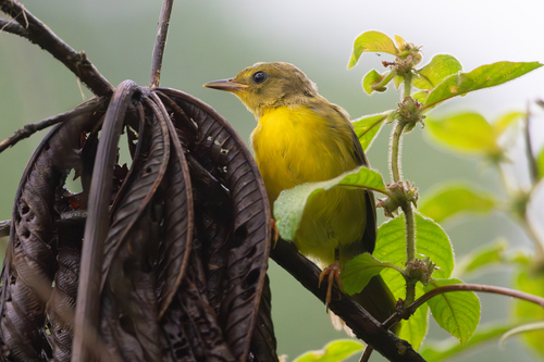 Olive-crowned Yellowthroat (Geothlypis semiflava), photo 8