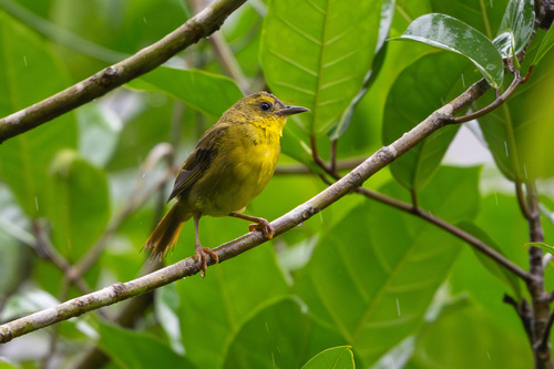 Olive-crowned Yellowthroat (Geothlypis semiflava), photo 3