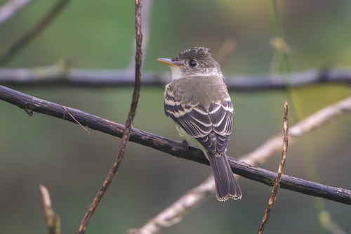 Northern Tropical Pewee (Contopus bogotensis), photo 4
