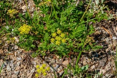 Lomatium dissectum