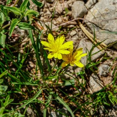 Nothocalais alpestris