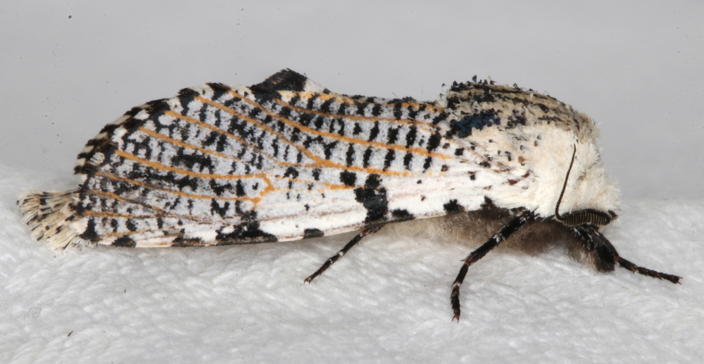 Endoxyla neuroxantha