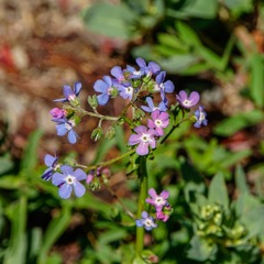 Hackelia velutina
