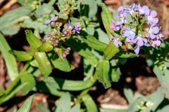 Hackelia velutina