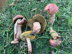 Boletaceae