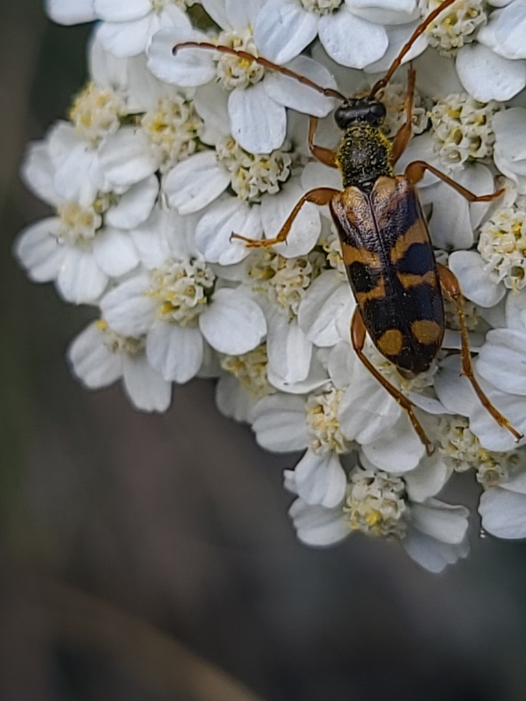 Xestoleptura crassicornis