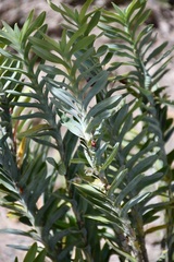 Dichaea glauca, photograph (c) Neptalí Ramírez Marcial, some rights reserved (CC BY)