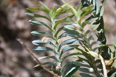 Dichaea glauca, photograph (c) Neptalí Ramírez Marcial, some rights reserved (CC BY)