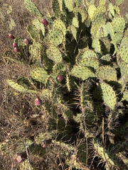 Opuntia × vaseyi