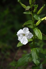 Escobedia grandiflora, photograph (c) Neptalí Ramírez Marcial, some rights reserved (CC BY)