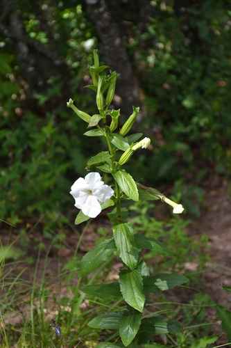 Escobedia grandiflora, photograph 2