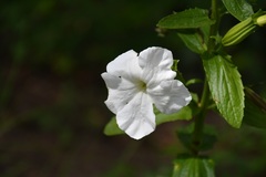 Escobedia grandiflora, photograph (c) Neptalí Ramírez Marcial, some rights reserved (CC BY)
