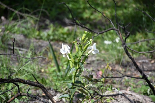 Escobedia grandiflora, photograph 4